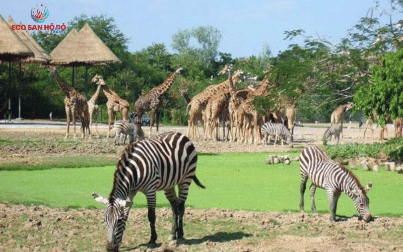 tham-quan-vinpearl-safari-phu-quoc-2