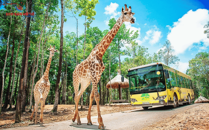 Tour Bắc Đảo Kết Hợp VinWonders và Safari Phú Quốc